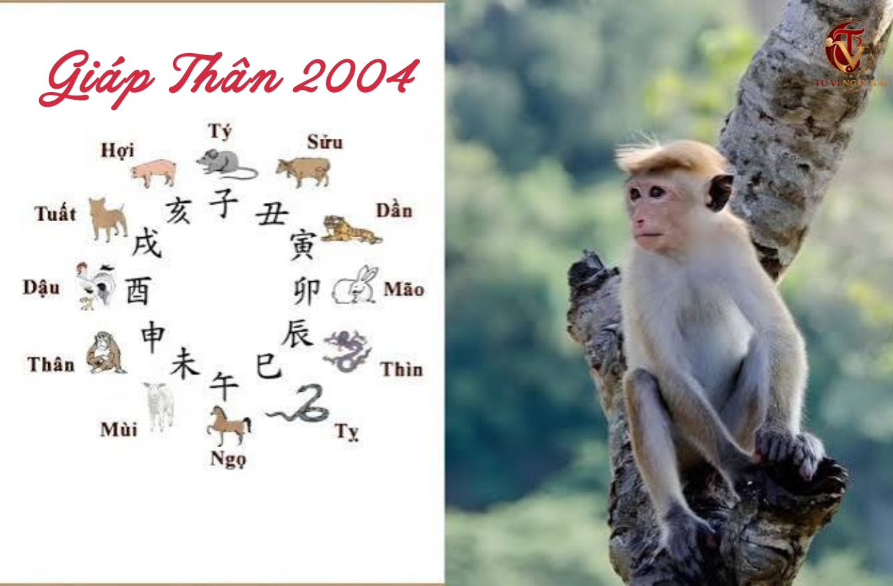Xem tử vi trọn đời tuổi Giáp Thân 2004 nữ mạng chi tiết chính xác
