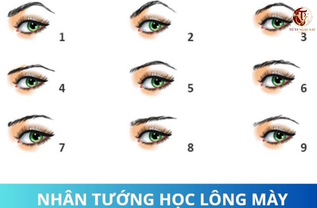 Xem tướng lông mày giao nhau ở đàn ông và phụ nữ nói lên điều gì?